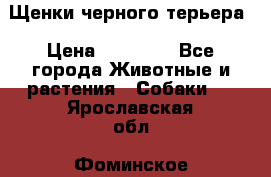 Щенки черного терьера › Цена ­ 35 000 - Все города Животные и растения » Собаки   . Ярославская обл.,Фоминское с.